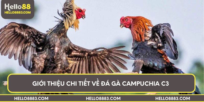 Giới thiệu chi tiết về đá gà Campuchia C3 