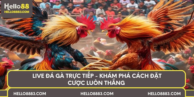 Live đá gà trực tiếp - Khám phá cách đặt cược luôn thắng 